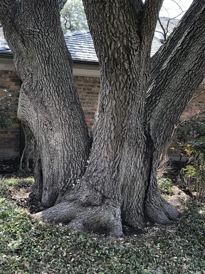 Mature heritage tree close to a Farmington property cared for by certified arborists